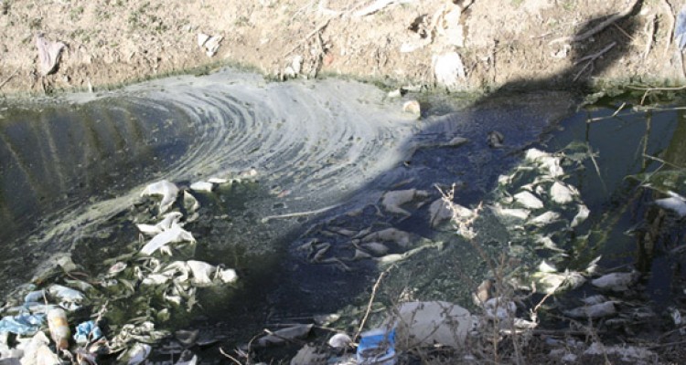  کشاورزی آلوده به فاضلاب و نبود دهیاری متمرکز عمده ترین مشکل روستا/فرزادی پور:آلودگی مورد نظر ناشی از روان آبهای سطحی است!!/ بروز برخی مشکلات اجتماعی سبب اداره روستا توسط شورای بخش گردیده است.