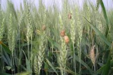  کشاورزان بایستی هر چه سریعتر به سمپاشی مزارع خود اقدام کنند