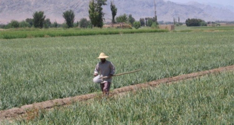  پيش بيني توليد 105 هزار تن محصولات زراعي بهاره در شهرستان هرسين