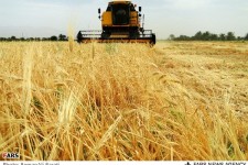 پیش بینی برداشت 6800تن جو از مزارع شهرستان هرسین