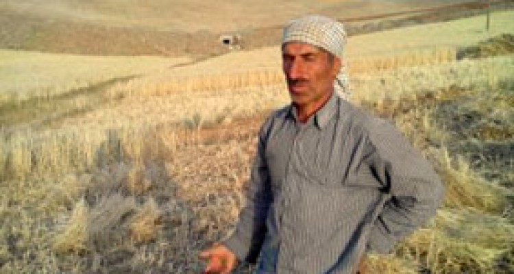 نارضایتی کشاورزان هرسین از عدم حمایت دولت و خدمات بیمه ای /  وقتی شعارهای دولتی ها محقق نمی شود