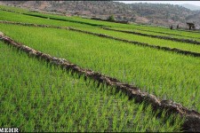 مبارزه بيولوژيك بر عليه آفات در سطح 1100 هكتار از اراضي شهرستان هرسين