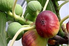 تنظیم وزن و فشارخون با انجیر