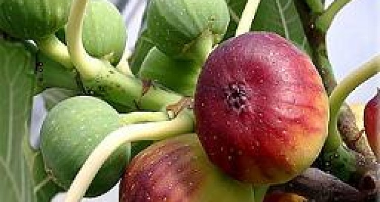 تنظیم وزن و فشارخون با انجیر