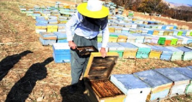 گفتگوی ویژه با یک کارآفرین بسیجی حوزه اقتصاد مقاومتی در هرسین