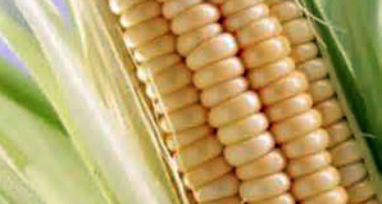 خرید بیش از 5هزار تُن ذرت دانه ای از کشاورزان شهرستان هرسین