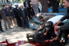 ذبح گاو به شکرانه افزایش آب در سرچشمه سراب هرسین+عکس