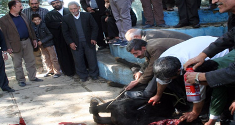 ذبح گاو به شکرانه افزایش آب در سرچشمه سراب هرسین+عکس