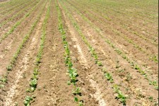 پیش بینی برداشت 148تن  چغندر در هر هکتار از مزارع بخش بیستون