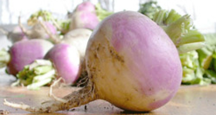 چه کسانی نباید شلغم بخورند ؟