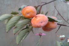 هرسین شهر درختان خرمالو 