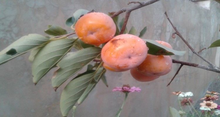 هرسین شهر درختان خرمالو 