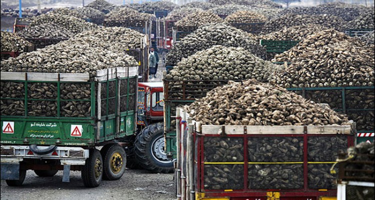 گله مندی تولید کنندگان چغندر از آشفته بازار خرید محصول در هرسين/ شکر های بیستون کام کشاورزان را تلخ کرد