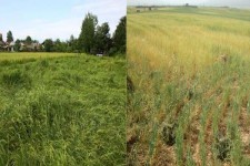 154هکتار از اراضی کشاورزی در هرسین و بخش بیستون آسیب دید