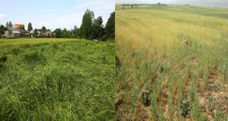 154هکتار از اراضی کشاورزی در هرسین و بخش بیستون آسیب دید