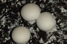 گفتگو با یک کار آفرین حوزه اقتصاد مقاومتی در هرسین/اقتصاد مقاومتی تقویت کننده روحیه خودکفایی +عکس 