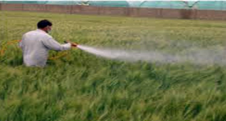 کشاورزان نسبت به مبارزه با آفت پوره سن اقدام کنند