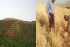 پیش بینی برداشت 15هزار تن جو از مزارع شهرستان هرسین/ علت شیوع بیماری فوزاریوم در مزارع نخود وجود رطوبت زیاد است