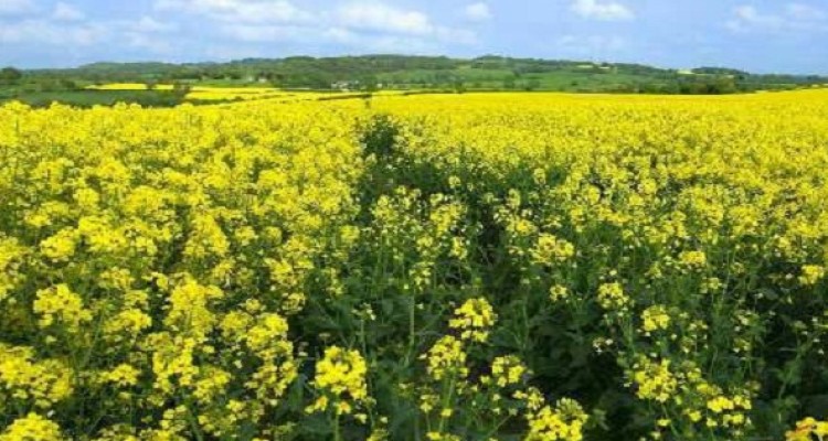 دوره آموزشی کشت کلزا در روستا های هرسین/کاشت ۹۶ هکتار از اراضی شهرستان به کشت نخود پاییزه به صورت آزمایشی