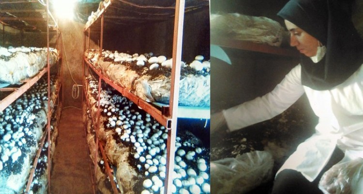 کسب و کار پُرتولید یک بانوی کارآفرین با حمایت بسیج سازندگی/ قارچ هایی که در هرسین شغل ایجاد کردند