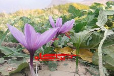 طلای سرخ با حمایت سپاه از زمین هرسین رویید/ کارآفرینی با طعم زعفران ایرانی