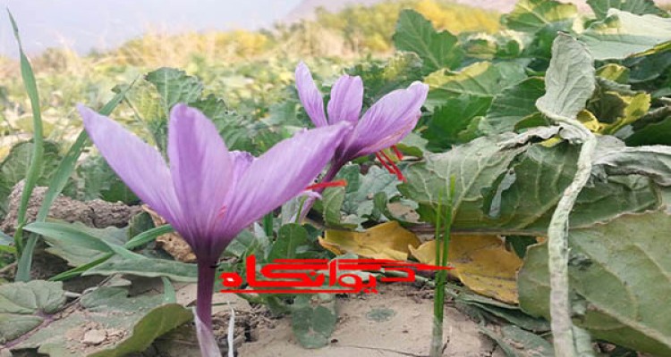 طلای سرخ با حمایت سپاه از زمین هرسین رویید/ کارآفرینی با طعم زعفران ایرانی