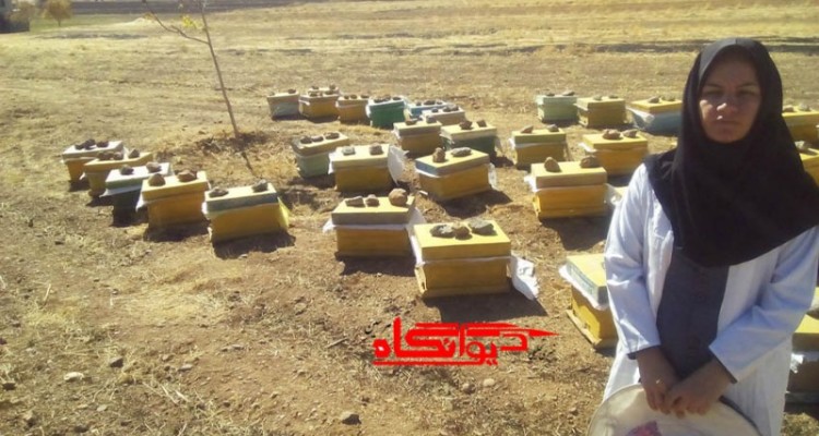 شهد شیرین تحقق اقتصاد مقاومتی با پرورش زنبور عسل در هرسین/ پشتکار بانوی هرسینی اشتغال ایجاد کرد