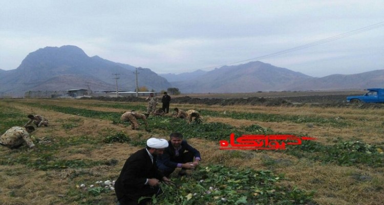 کشاورز روستایی در بخش بیستون محصول زمین خود را وقف زوار امام حسین(ع) کرد