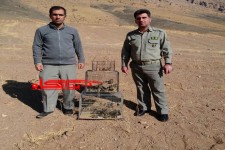 کشف و رهاسازی 40 قطعه سهره پیشانی سرخ در هرسین+تصویر