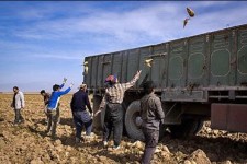 پیش بینی برداشت57 هزارتن چغندر از مزارع شهرستان هرسین