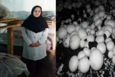 جوانانی که با کمک بسیج کار آفرین شدند/ درآمد میلیونی در هرسین از راه پرورش قارچ