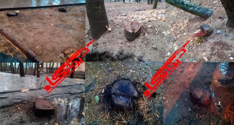 حاشیه های متعدد در مدیریت شهری هرسین/ از بریدن بدون مجوز بیش از بیست اصله درخت تا تخریب سریالی اموال عمومی شهر