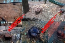 فرماندار هرسین: نبود پلاک برای درختان موجب قطع آن ها توسط برخی افراد شد/ شهردار موظف به پیگیری از طریق دستگاه قضایی شده است