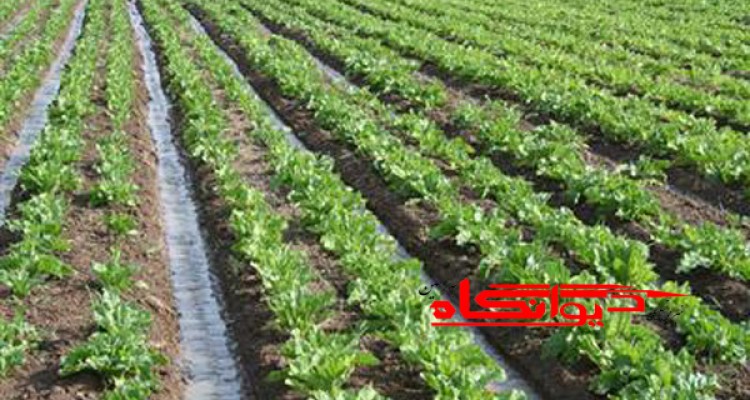 تولید 70هزار تن چغندر در شهرستان هرسین
