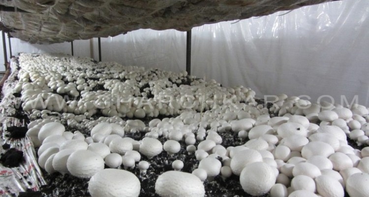 جوان روستایی که با حمایت بسیج اشتغالزایی کرد/ تولید قارچ به صورت خانوادگی