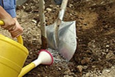 بیش از بیست هزار نهال در هرسین تهیه و آمده کاشت می باشد