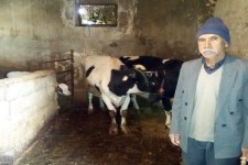 یک تیر و 2 نشان با فعالیت در حوزه دامداری سنگین/ از اشتغالزایی تا خودکفایی غذایی در هرسین