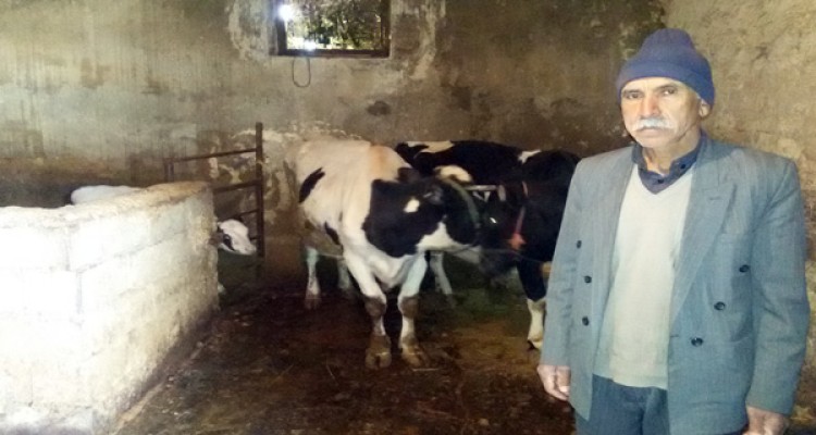 یک تیر و 2 نشان با فعالیت در حوزه دامداری سنگین/ از اشتغالزایی تا خودکفایی غذایی در هرسین