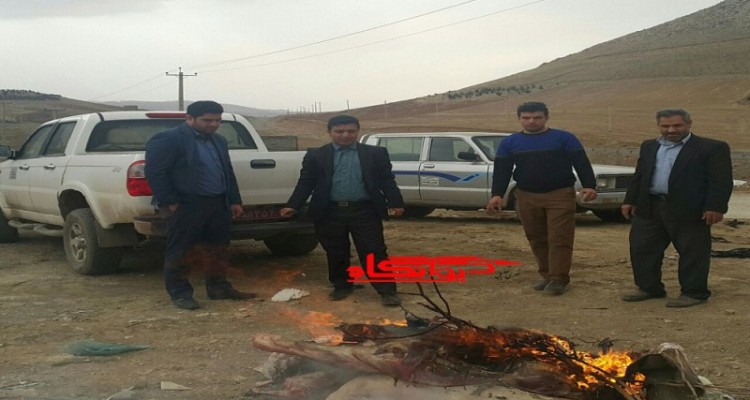 توقیف و معدوم سازی 105کیلوگرم گوشت فاقد مجوز در هرسین/ تشکیل 7 پرونده تعزیراتی برای صنوف متخلف در جریان بازرسی ها