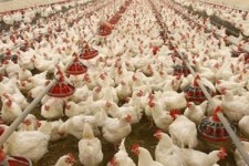 تولید 6000 تن گوشت مرغ طی سال 95 در شهرستان هرسین