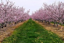 لزوم مبارزه با آفات سوسک گرده خوار  و گل خوار در باغات و مزارع هرسین