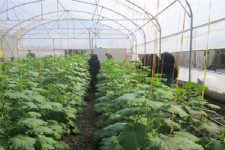 يك واحد گلخانه آموزشی مدرن محصولات خارج از فصل در بیستون افتتاح شد