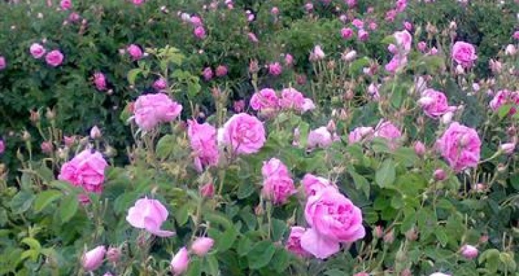 آغاز برداشت گل محمدی از باغات هرسین/ سطح زیرکشت گل محمدی در شهرستان حدود 70 هکتار است