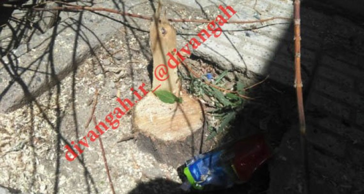 سریال قطع درختان در هرسین به شهرک ها رسید/ ایجاد حاشیه امن در پی عدم برخورد با متخلفین در گذشته