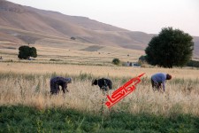 حال و هوای فصل برداشت محصول در شهرستان هرسین 