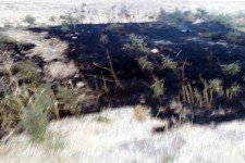 آتش به جان باغات روستای چغاکبود هرسین  افتاد