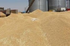 خرید 33 هزار تن گندم مازاد بر نیاز كشاورزان توسط مراكز خرید در هرسین