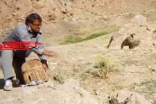 کشف و رهاسازی 3 قطعه کبک در طبیعت هرسین+تصویر
