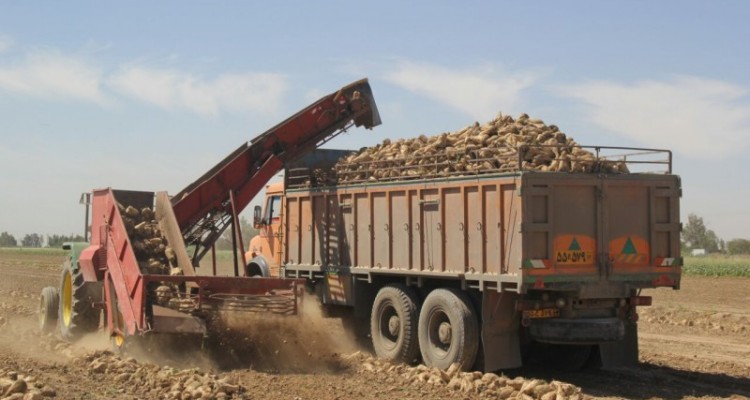 آغاز برداشت چغندر از مزارع شهرستان هرسین