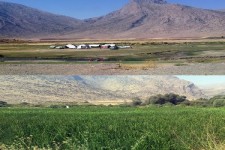 تناقض آشکار کاشت برنج و تبلیغ کلزا و زیره در هرسین/ در یک سال آبی خوب کاشت 211هکتار برنج  گاماسیاب را خشکاند